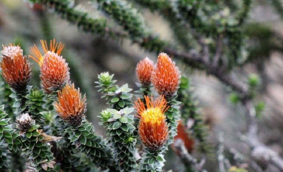 Chuquirahua Pflanze im Cajas Nationalpark Ecuador - Die Chuquirahua blüht das ganze Jahr über und hat Blüten und Samen- stände zugleich. Sie Futterpflanze des Andenkolibris. Während einer Blühpause würde der Kolibri verhungern und umgekehrt kann nur er di8