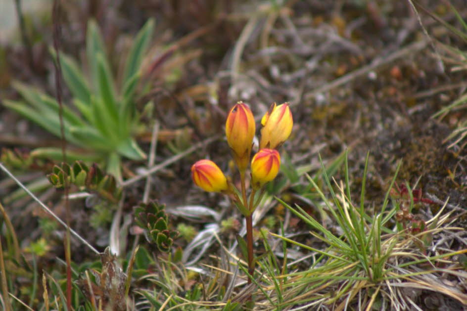 Cajas Nationalpark : Gentianella hirculus, endemisch im Cajas Natural Park in Süd-Ecuador .Gentianella hirculus ist eine Pflanzenart aus der Familie der Gentianaceae (Enzianaceae). Sie ist endemisch in Ecuador. Ihre natürlichen Lebensräume sind subtropisc