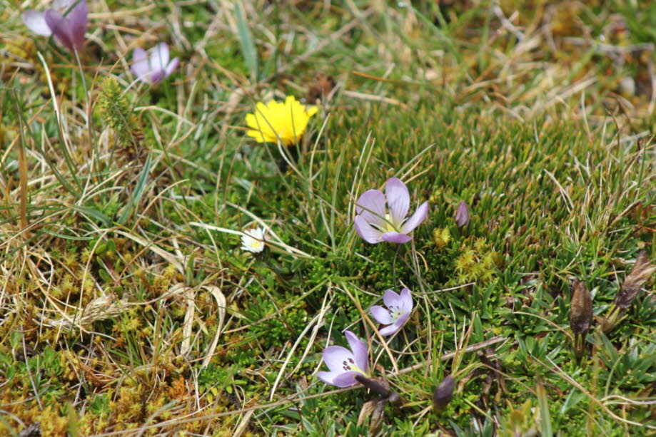 Kranzenziane Die Gattung der Kranzenziane (Gentianella) umfasst weltweit rund 260 Arten und haben ihren Diversitätsschwerpunkt in Südamerika. Früher gehörten die Kranzenziane (Gentianella) zur Gattung der Enziane (Gentiana). Heute werden sie jedoch als ei