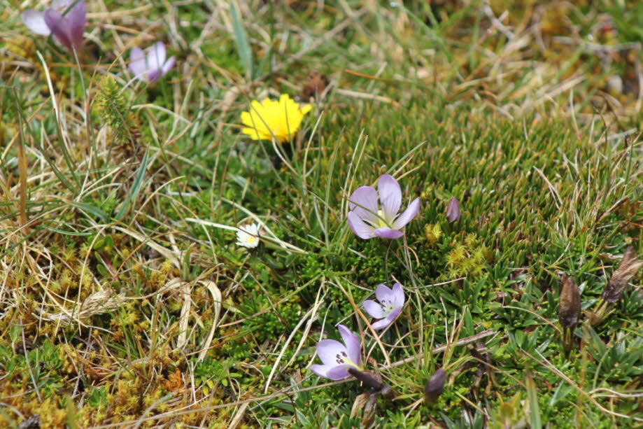 Der Páramo - Cajas Nationalpark Ecuador