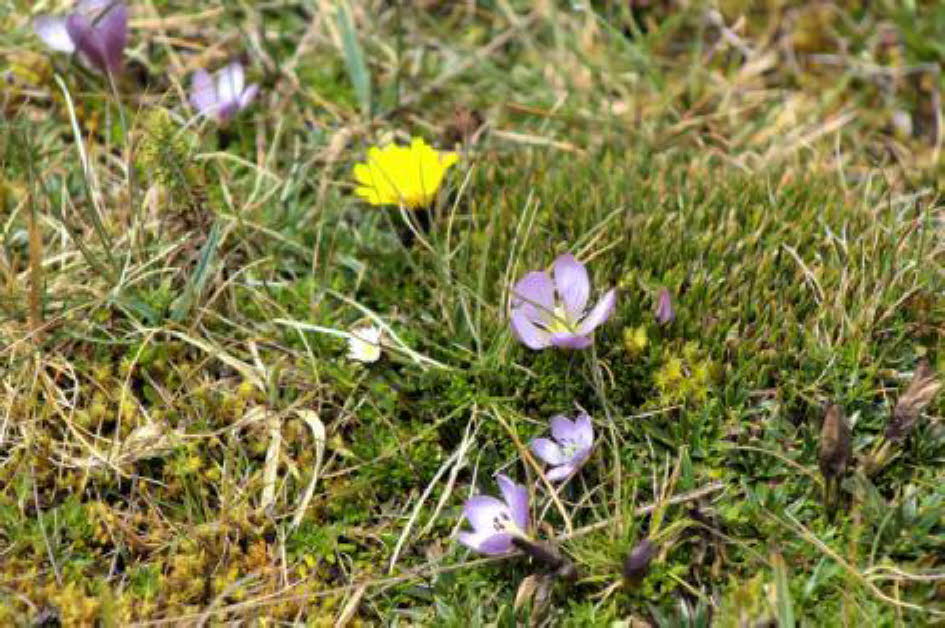 Cajas Nationalpark 