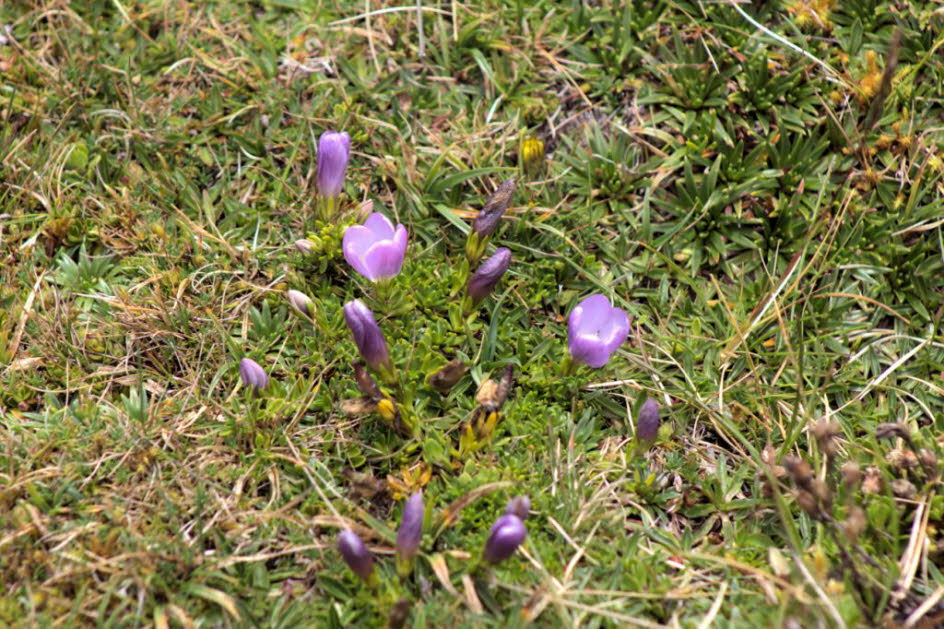 Cajas Nationalpark 