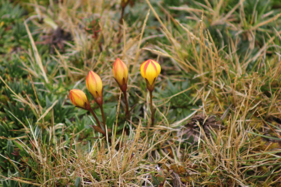 Der Páramo - Cajas Nationalpark Ecuador: Chuquiraga ist eine Pflanzengattung aus der Familie der Astern. Die Gattung ist in den Anden von Kolumbien bis Chile verbreitet, wobei die meisten Arten in Patagonien vorkommen. Das sind immergrüne Sträucher. Sie hÈ
