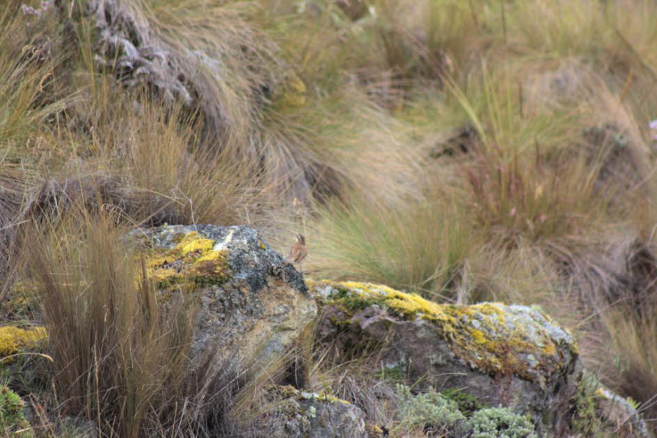 Cajas Nationalpark 