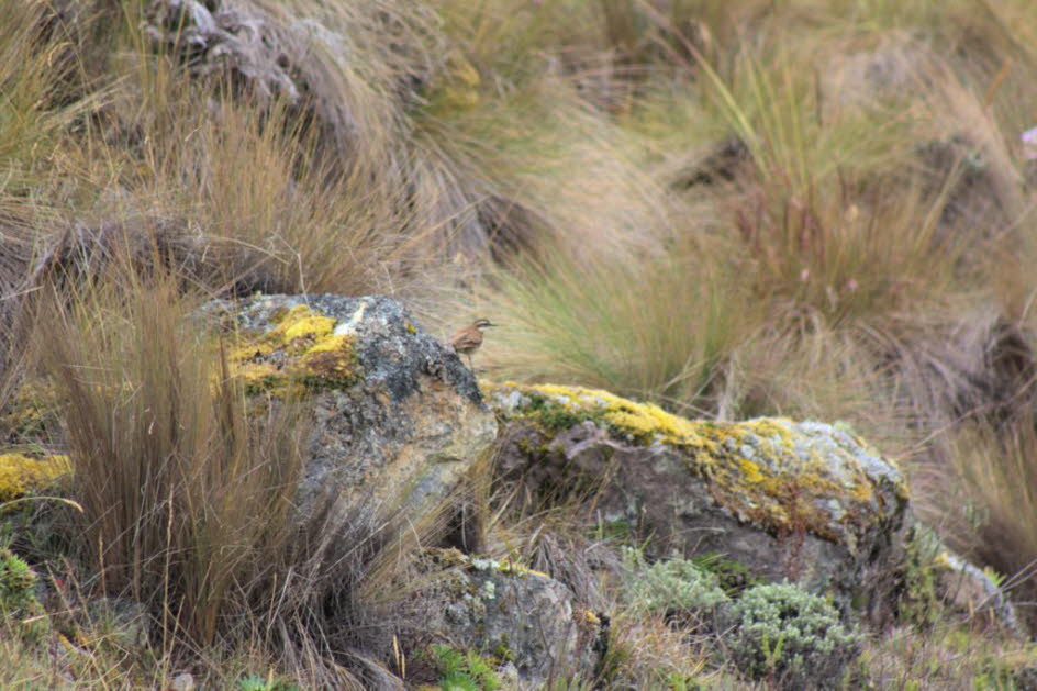 Cajas Nationalpark 