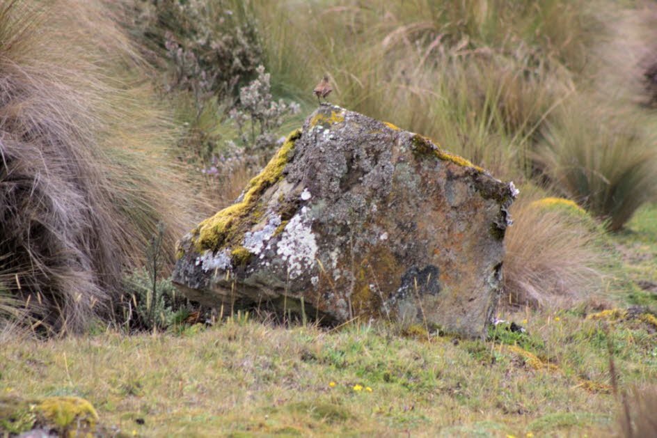 Cajas Nationalpark 