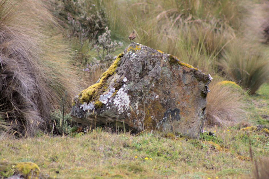 Cajas Nationalpark 