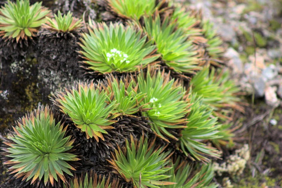 Cajas Nationalpark 