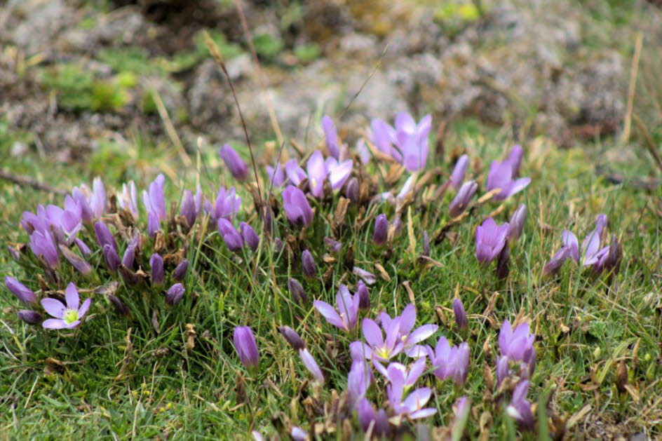 Cajas Nationalpark: Flor de genciana (Gentiana cerastoides)