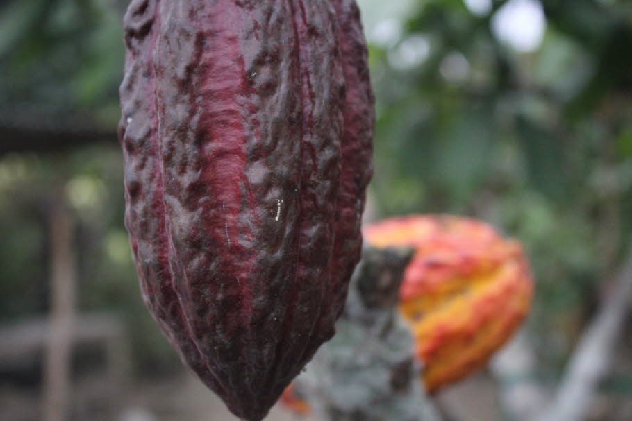 Cajas Nationalpark Kakaofrucht