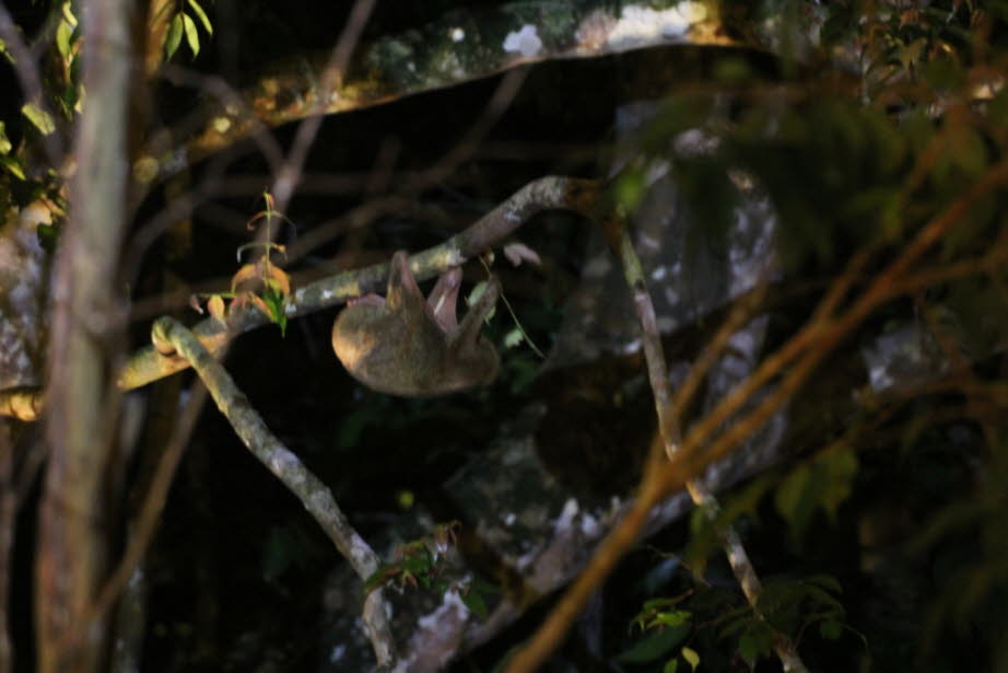 Colugas - Colugas sind vorwiegend nachtaktive Baumbewohner und kommen nur selten auf den Boden. Den Tag verbringen sie in Baumhöhlen oder an Ästen und Baumstämmen hängend in Höhen von 25 bis 50 Metern. Die Nachtaktivität schützt die Tiere vor Feinden, da 