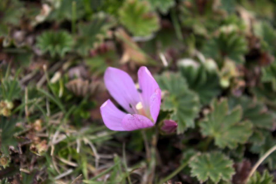 Cotopaxi Nationalpark:  Flor de genciana (Gentiana cerastoides) Cotopaxi, Ecuador  Enziangewächs, Blüten rosarot, Blätter sukkulent, in Gesellschaft mit Flechten