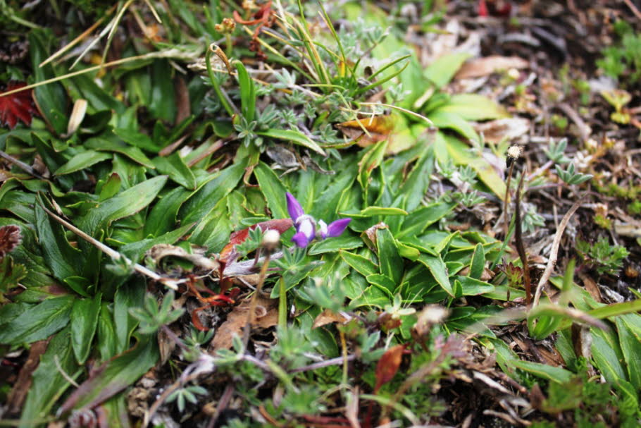 Cotopaxi Nationalpark 