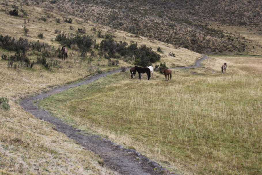 Cotopaxi Nationalpark Wilde Perde