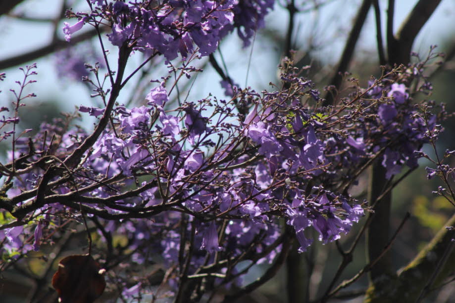 Cuenca  Jacaranda-Blüten - Die Jacaranda stellen eine Gattung innerhalb der Familie der Trompetenbaumgewächse (Bignoniaceae) dar. Die Gattung besteht aus etwa 50 Arten. Es handelt sich um mittelgroße bis große, sommer- oder immergrüne Bäume.
