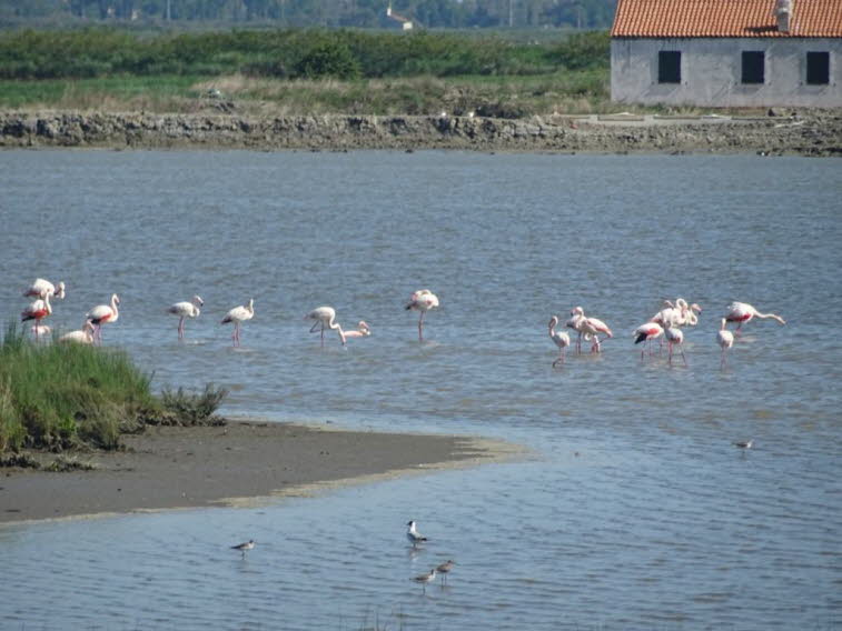 Flamingos brüten auf flachen Inseln in Schlammnestern und benötigen viel Ruhe, weshalb die Gebiete oft geschützt sind