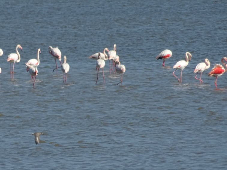  Flamingos mit fliegender Möwe