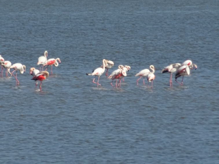 Flamingo-„Moves“:Wenn man sich etwas Zeit nimmt, kann man Flamingos bei zahlreichen lustigen Bewegungen beobachten, die sie gemeinsam machen. Diese haben sogar offizielle Namen. Der Zoologe Philip Kahl untersuchte das komplexe Sozial- und Balzverhalten vo
