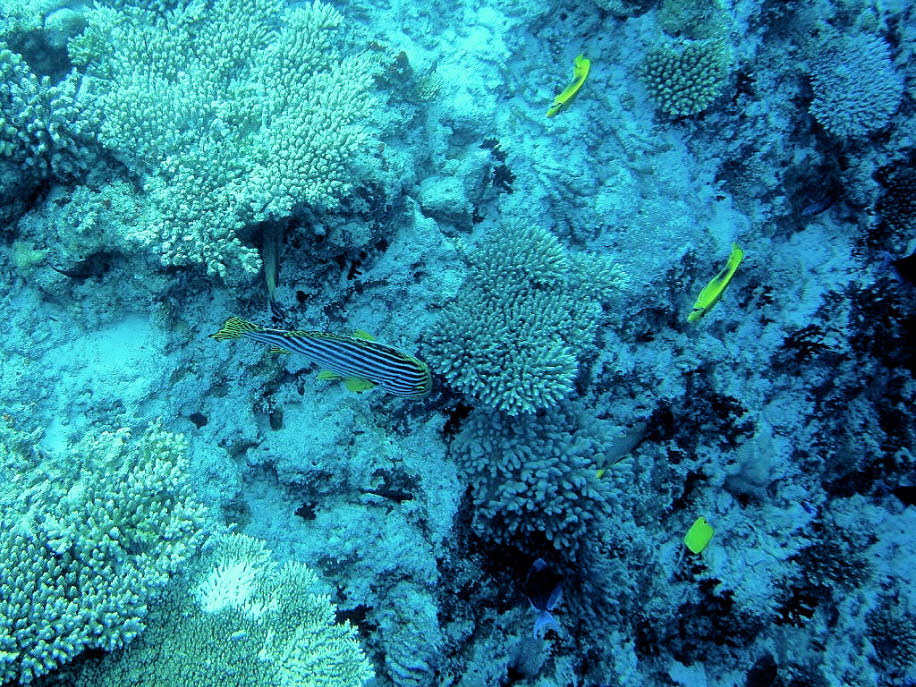 Orient-Süßlippe: Jungfische der Orientalischen-Süßlippe haben eine dunkelbraune Grundfarbe mit großen cremefarbenen, gelb umrandeten Flecken. Bei einer Länge von etwa 15 Zentimeter färben sie sich um. Die erwachsenen Fische sind von silbriger Grundfarbe m