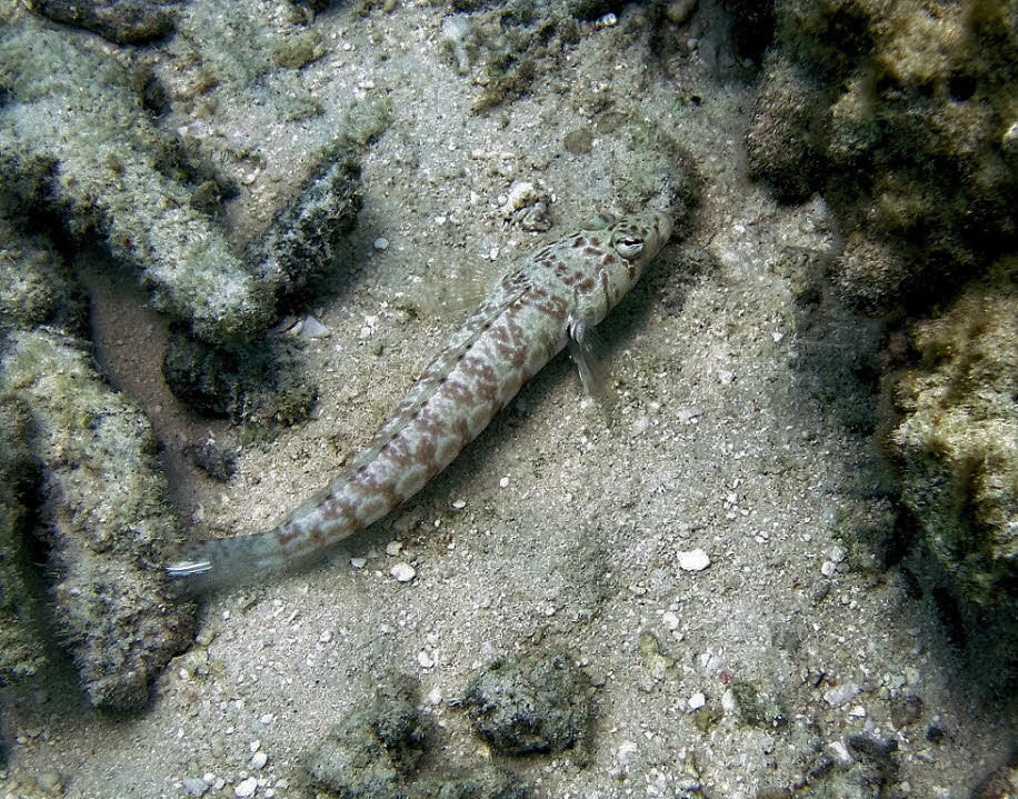 Sand-Eidechsenfisch Synodus dermatogenys Sand-Eidechsenfisch Synodus dermatogenys wird umgangssprachlich oft als Sand-Eidechsenfisch bezeichnet. Bei der Haltung gibt es einige Dinge unbedingt zu beachten. Es wird ein Aquarium von mindestens 1000 Liter emp