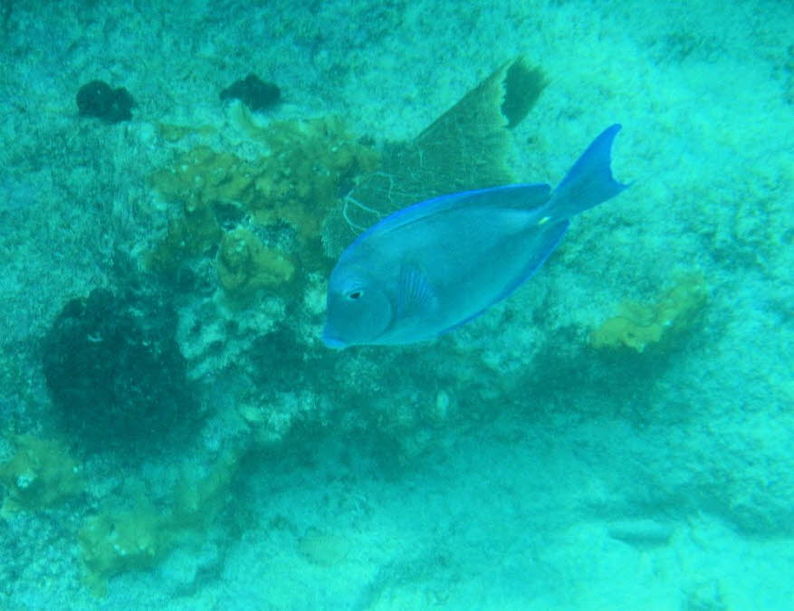 Blaue Doktorfische sind kleine Fische, die in Korallenriffen im Indopazifik beheimatet sind. Die Tiere sind dank ihrer charakteristisch leuchtenden Färbung von Königsblau und Kanariengelb leicht zu erkennen. Die berüchtigten Farbmuster des Blue Tang sind 