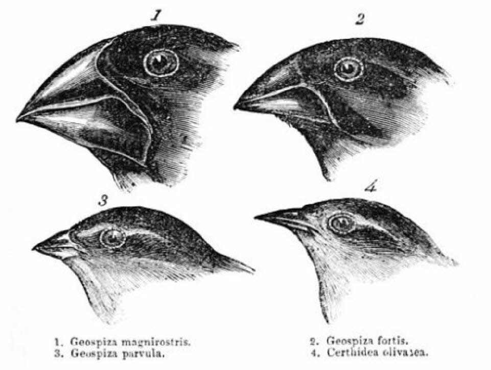 Darwinfinken: In allen Biologiebüchern der gymnasialen Oberstufe werden als Musterbeispiel für die adaptive Radiation die Darwinfinken genannt: Sie leben auf manchen Inseln des Galápagos-Archipels1 und bilden 18 eng verwandte Arten, die alle von einem gem