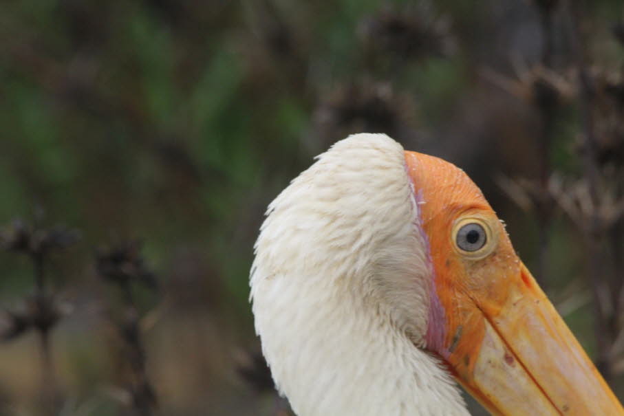 Das Bild zeigt den Kopf eines Buntstorchs