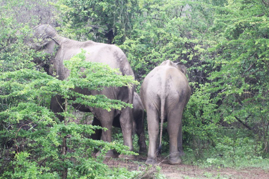 Das Bild zeigt eine Gruppe Sumatra-Elefanten