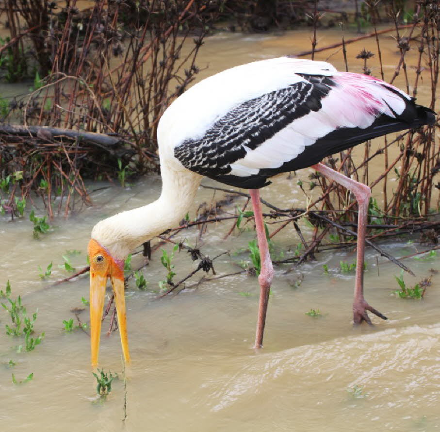 Das Bild zeigt einen Buntstorch (Mycteria leucocephala) bei der Nahrungssuche im flachen Wasser