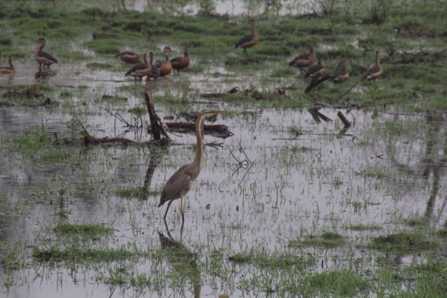 Das Bild zeigt einen Purpurreiher