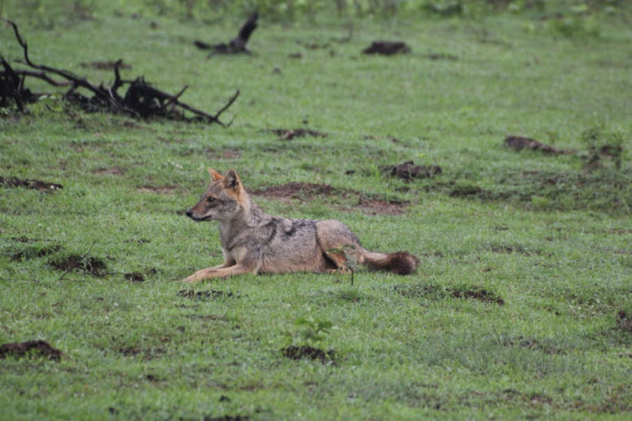 Das abgebildete Tier ist ein Goldschakal, genauer gesagt die Unterart des Indischen Schakal