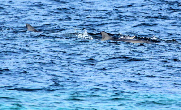 Delfine: Die Malediven sind bekanntermaßen einer der besten Orte für die Delfinbeobachtung.Die Malediven beherbergen 23 der 85 Walarten weltweit. Die häufigsten Begegnungen sind Spinnerwale und Große Tümmler. Die Walarten hier sind sehr vielfältig; Ihre G