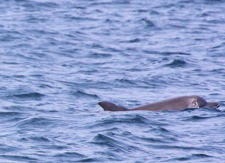 Große Tümmler sind eine langlebige und größere Delfinart mit einer Länge zwischen zwei und vier Metern. Frauen leben etwa 50+ Jahre, während Männer ihre 40er Jahre erreichen. Am Oberkörper sind sie grau gefärbt, während die Unterseite heller ist und der B