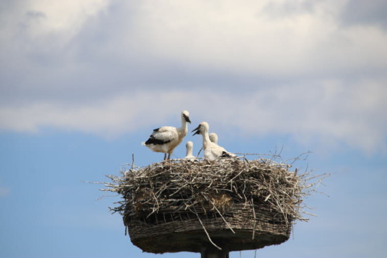 Storchendorf am Elberadweg von Geesthacht nach Wittenberge - Der Weißstorch (Ciconia ciconia) ist ein großer Vogel aus der Storchenfamilie Ciconiidae. Das Gefieder ist hauptsächlich weiß, die Flügel des Vogels sind schwarz. Erwachsene haben lange rote Bei
