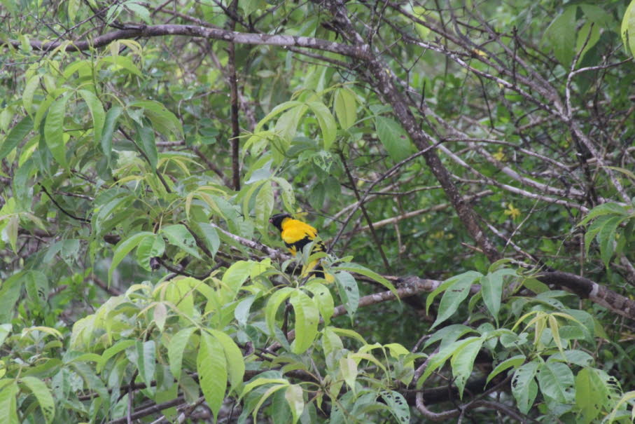 Der Vogel im Bild ist ein Maskenpirol