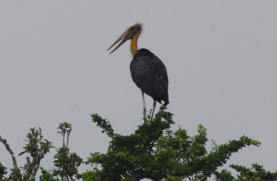 Der abgebildete Vogel ist ein Großer Adjutant (Leptoptilos dubius), auch bekannt als Argala-Marabu