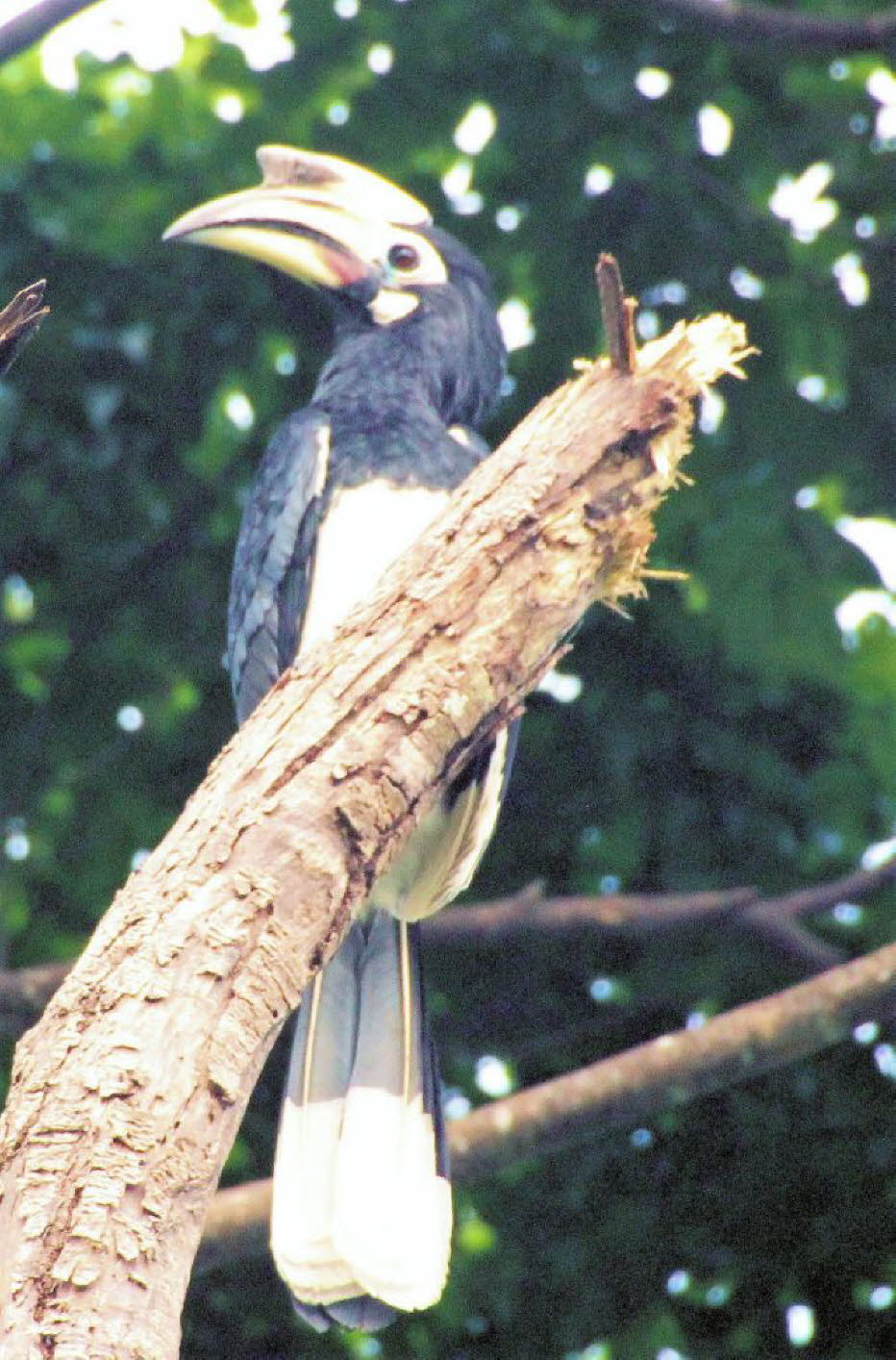 Der Doppelhornvogel kommt auf dem südostasiatischen Festland, auf der malaiischen Halbinsel und in Indonesien vor. Er lebt in Bhutan, Kambodscha, China, Indien, Indonesien, Laos, Malaysia, Myanmar, Nepal, Thailand und Vietnam. In Indien leben sie und mehr