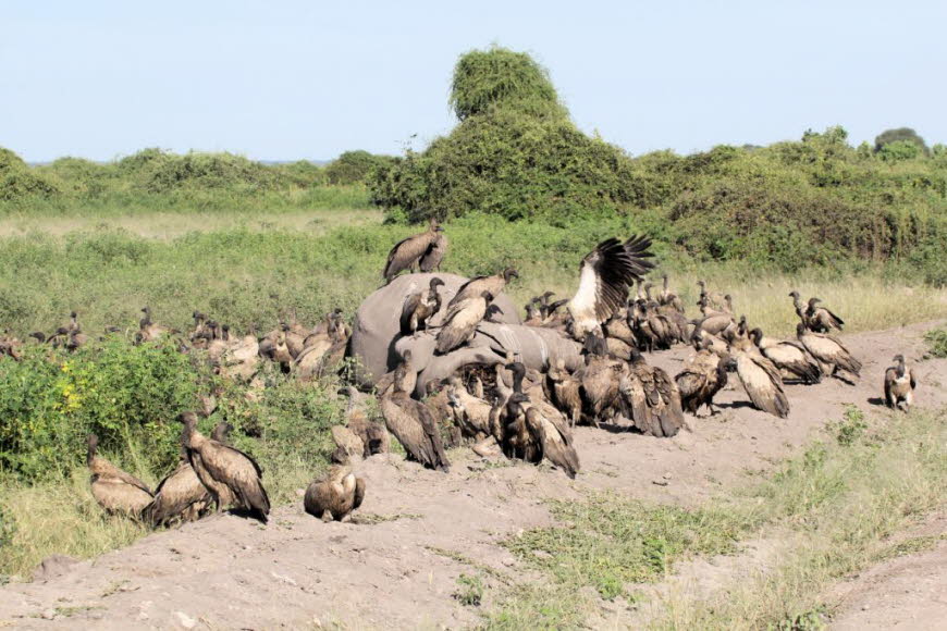 Ein toter Elefant wird von Weissgeiern und einem Maraboustorch  im Chobe Natioalpark  in Botswana gefressen 
