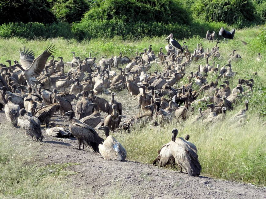 Ein toter Elefant wird von Weissgeiern und einem Maraboustorch  im Chobe Natioalpark  in Botswana gefressen