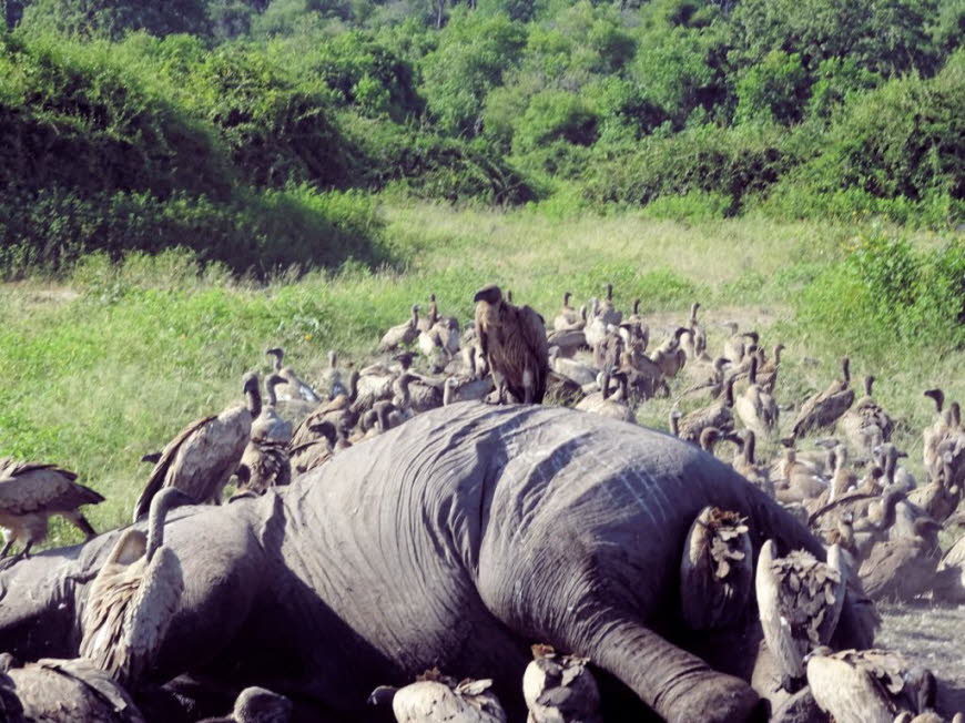 Ein toter Elefant wird von Weissgeiern und einem Maraboustorch  im Chobe Natioalpark  in Botswana gefressen 