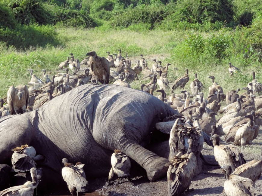 Ein toter Elefant wird von Weissgeiern und einem Maraboustorch  im Chobe Natioalpark  in Botswana gefressen