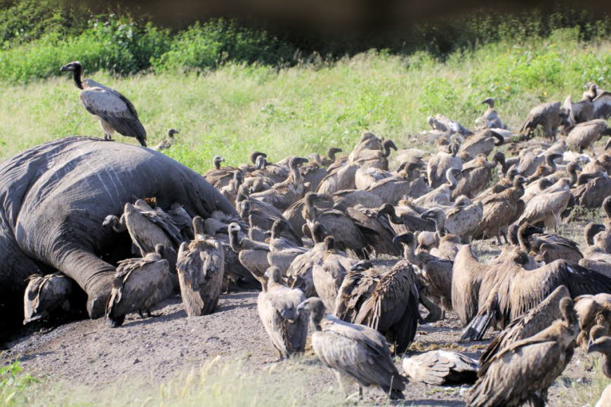 Ein toter Elefant wird von Weissgeiern und einem Maraboustorch  im Chobe Natioalpark  in Botswana gefressen