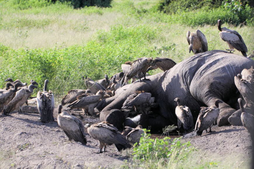 Ein toter Elefant wird von Weissgeiern und einem Maraboustorch gefressen