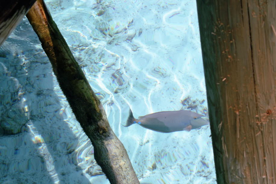 Der Blaukiefer-Einhornfisch (Naso unicornis) ist eine Art aus dem Indo-Pazifik. Er wird 70 cm lang. 