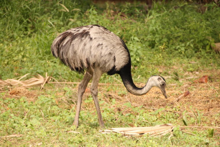 Emu Pantanal: Die zwischen 1,6 und 1,9 Meter hohe Emus sind große Vögel, die wischen 30 und 45 Kilogramm wiegen, sehr kräftige Beine und – wie alle Laufvögel außer den Straußen – Füße mit drei Zehen haben. Sie sind nicht näher mit dem Strauß verwandt. Die