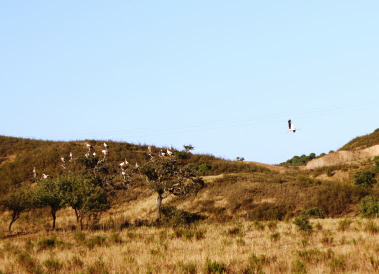 Die Extremadura im Südwesten Spaniens bietet vielen Störchen sehr gute Lebensbedingungen. Sie haben ihre Nistplätze auf hohen Bäumen oder bauen in baumarmen Gegenden ihre Nester auch auf Strom- oder Sendemasten.