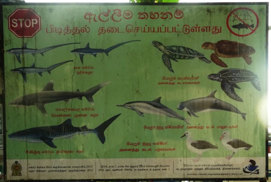 Fische im Indischen Ozean sind noch reichlich vorhanden!