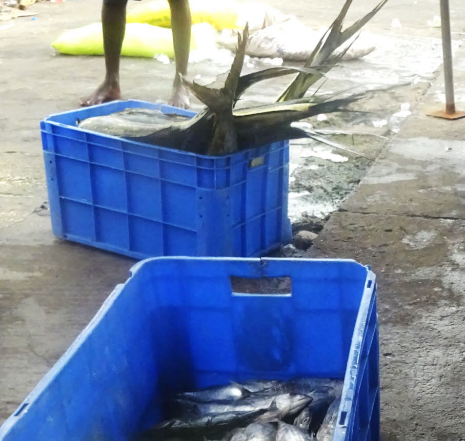 Fischmarkt Hikkaduwa