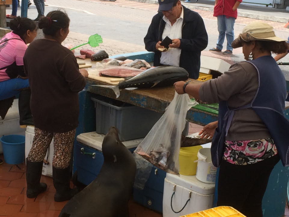 Fischmarkt auf der Insel Santa Cruz 