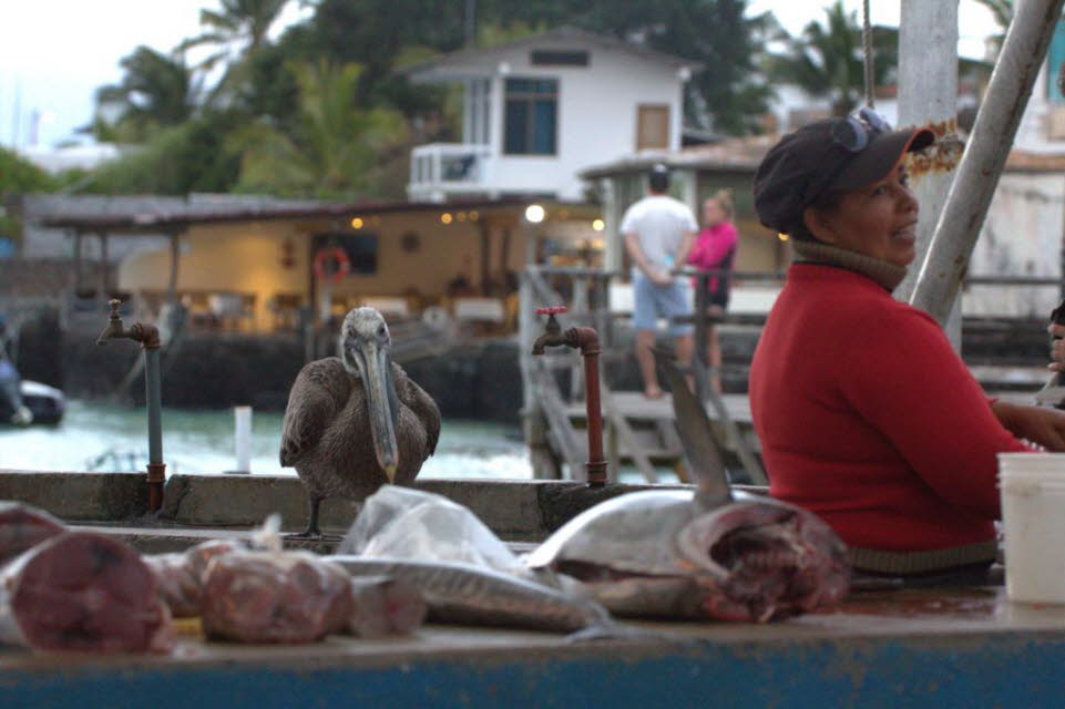 Fischmarkt auf der Insel Santa Cruz